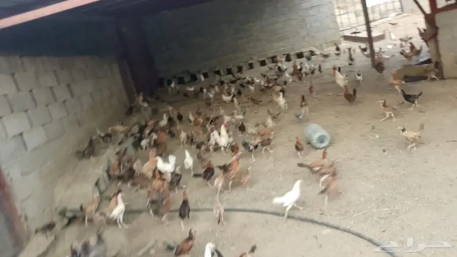 دجاج بلدي للبيع سليم وماخذ التخصين العمر من4شهور إلى 5شهور 0