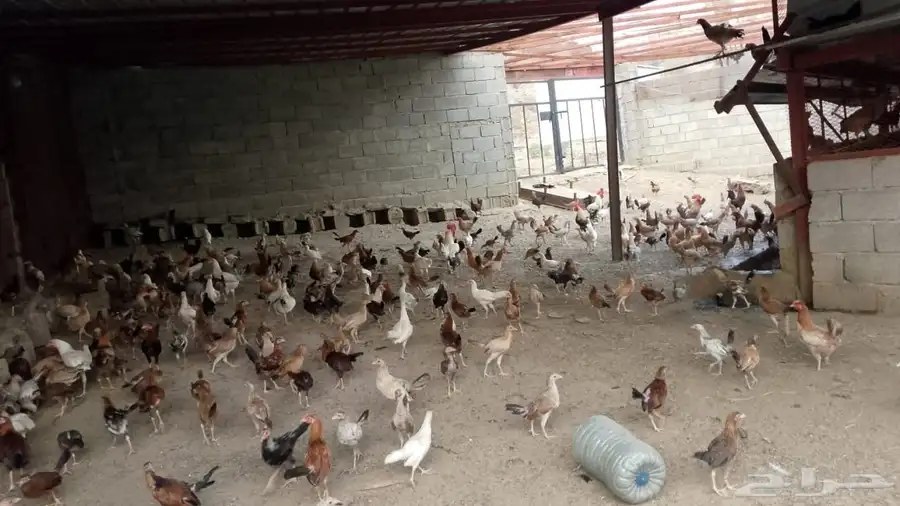 دجاج بلدي للبيع سليم وماخذ التخصين العمر من4شهور إلى 5شهور 2