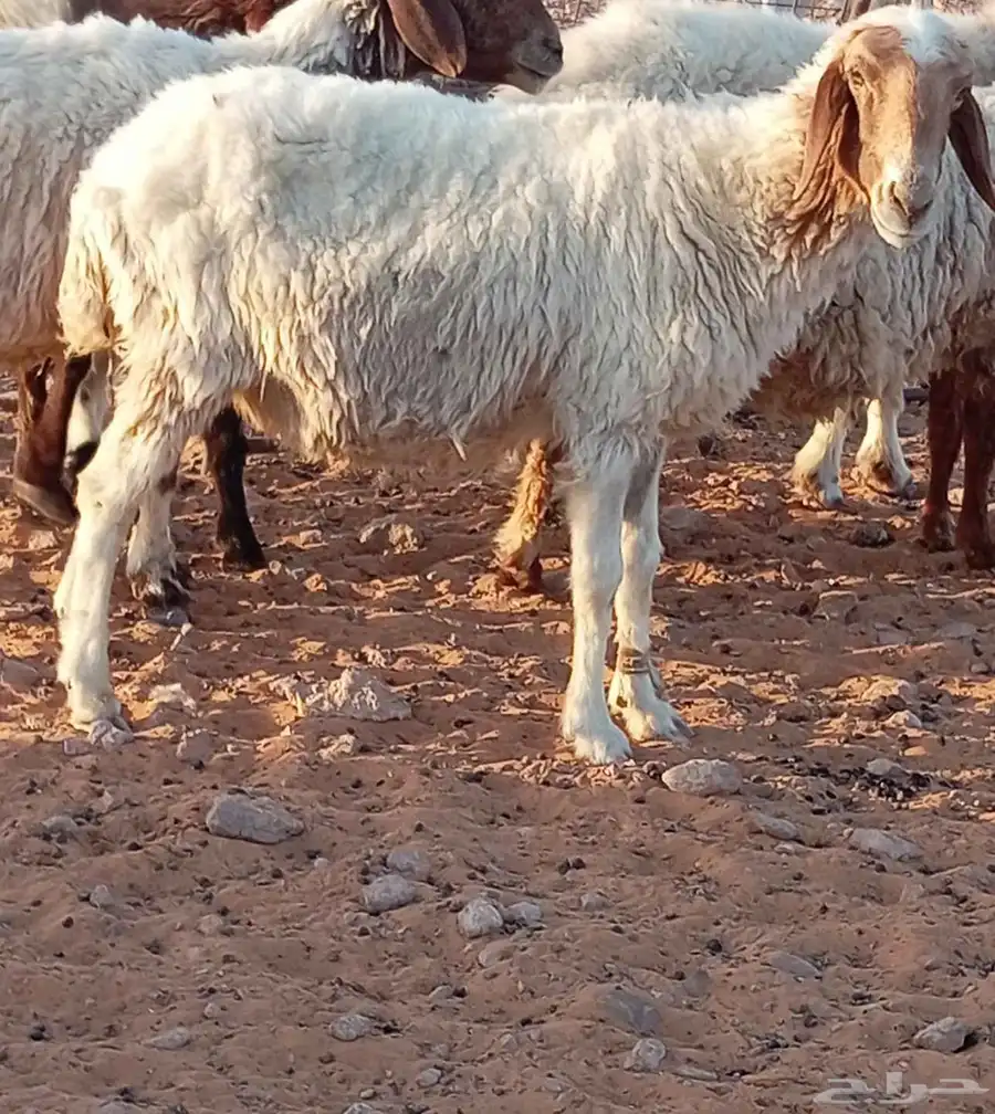 للبيع نعجه مضرع 0