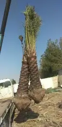 نخل للبيع 0
