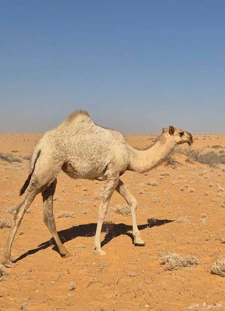 بكره شقحا على بعير زعل الديحاني 0