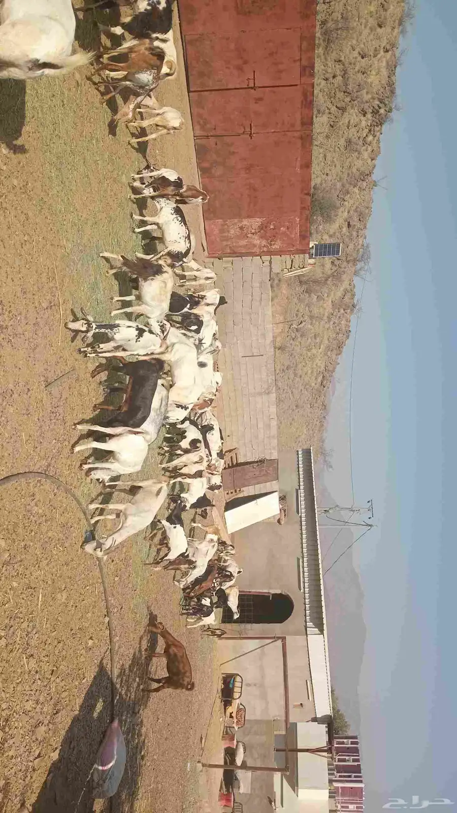 للبيع غنم صحتها ممتازه جداا 2