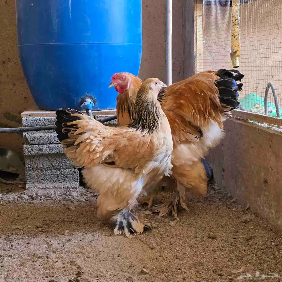 دجاج براهما 2