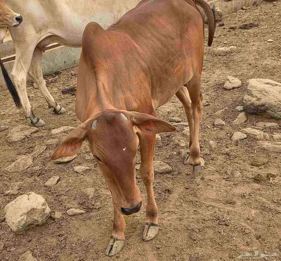 خبشه لباني بلدي توصيل مجانا داخل الباحه 3
