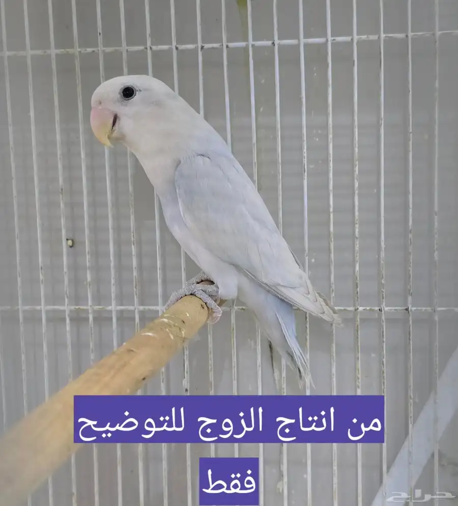للبيع زوج روز ذكر ماربل و الانثى سينمون سبلت ماربل 1