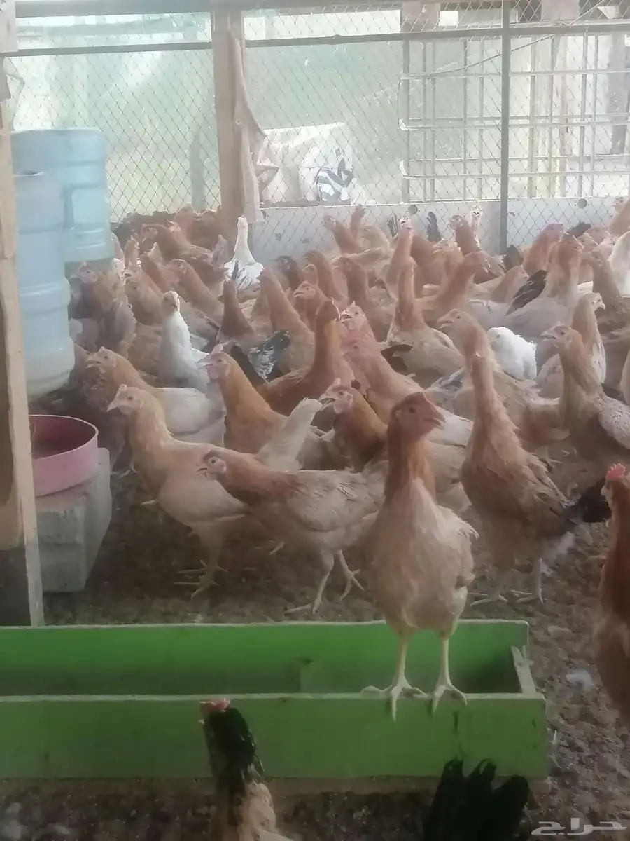 دجاج بلدي بياض فاخر 1