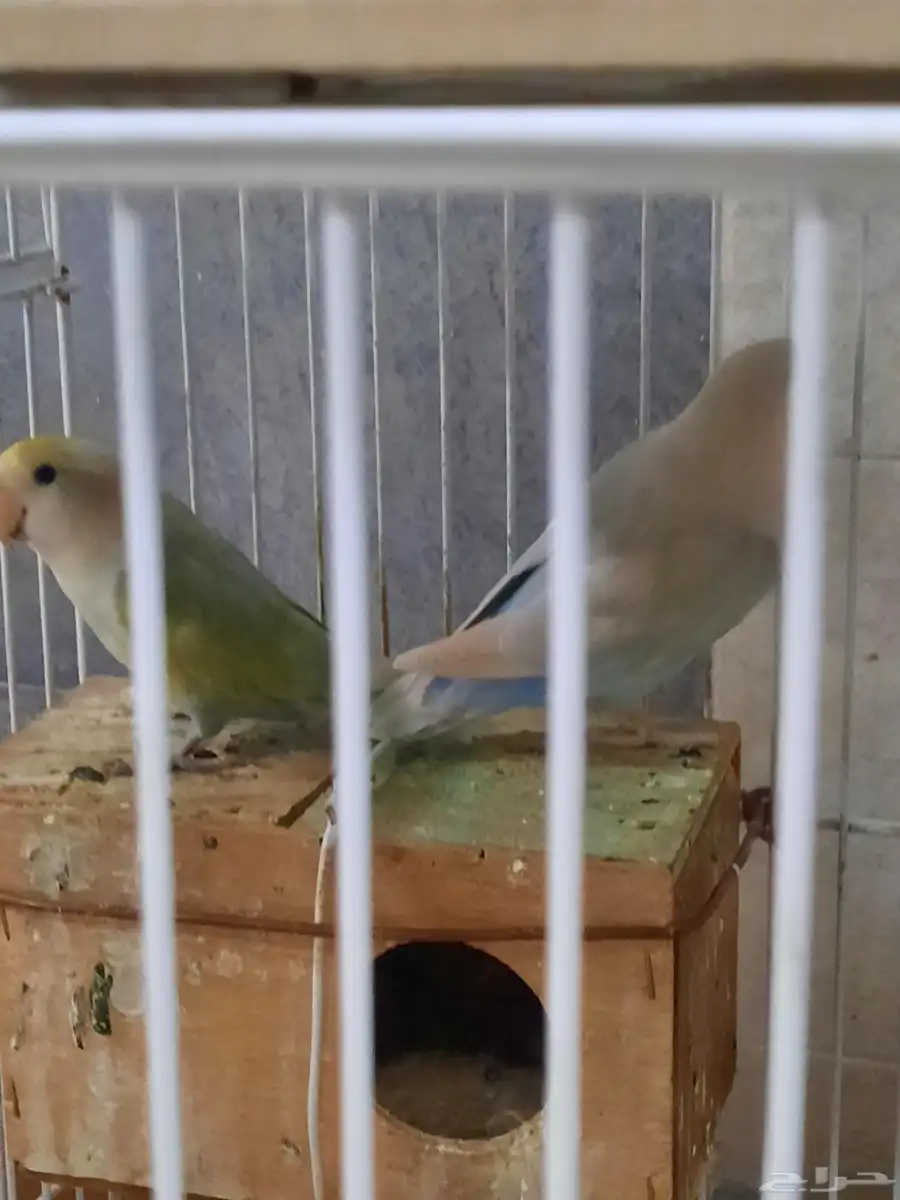 بيع ذكر روز على السوم 2