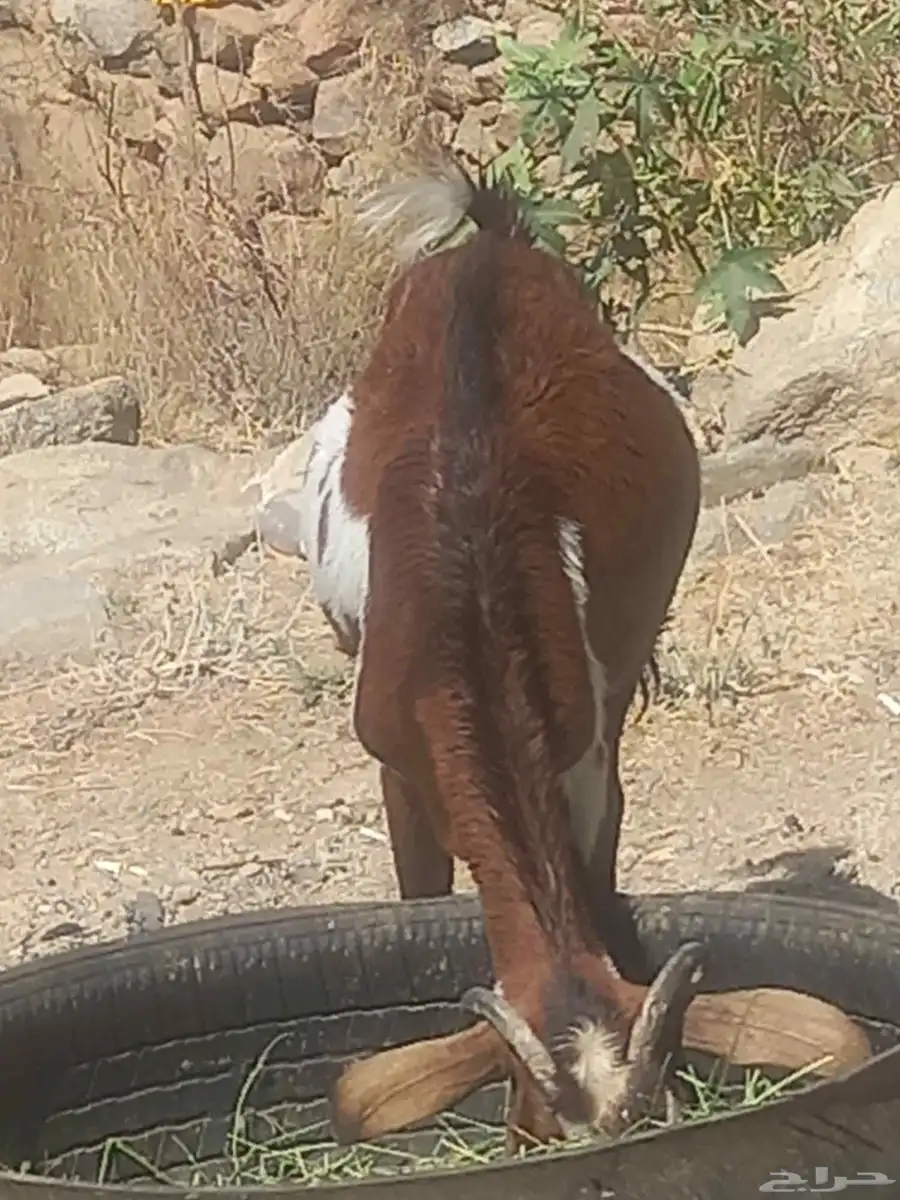 عنز والد للبيع 0