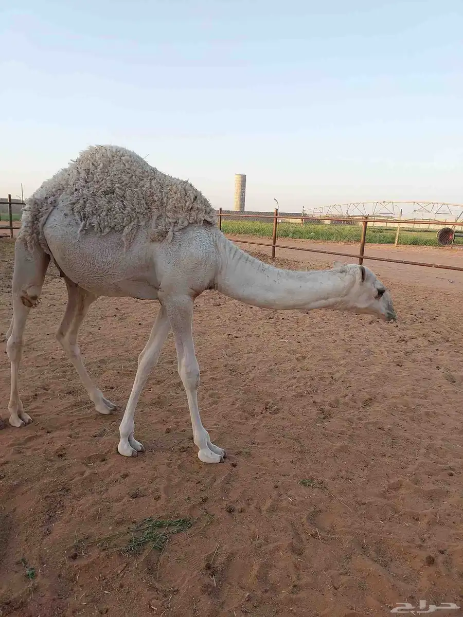 حاشي طيب للبيع 0