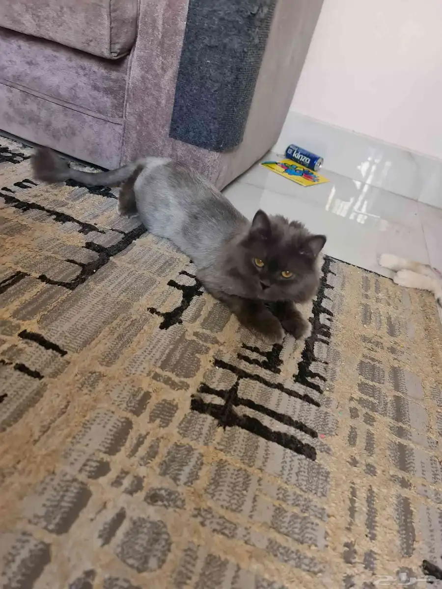 قط ذكر معقم للتبني 0