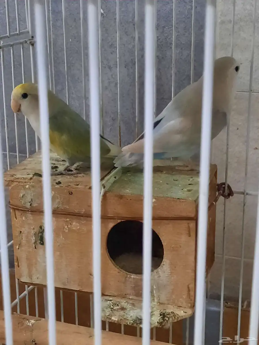بيع ذكر روز على السوم 1