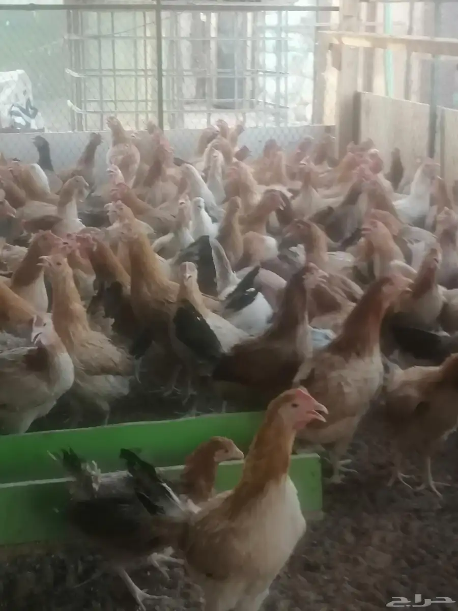 دجاج بلدي بياض فاخر 2