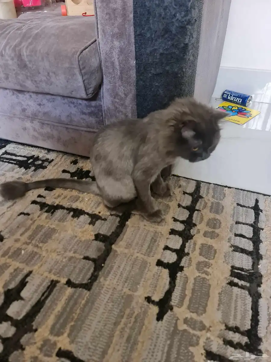 قط ذكر معقم للتبني 2