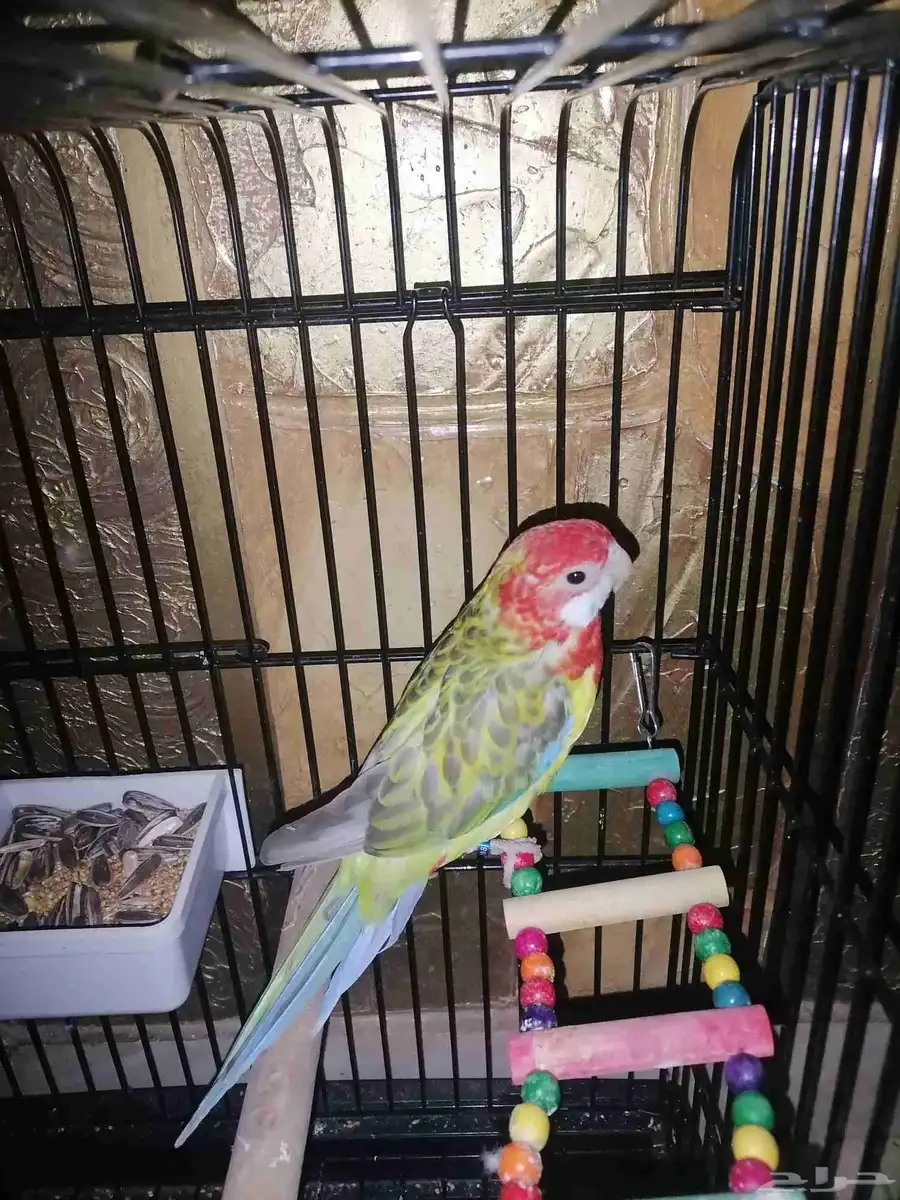 ببغاء روزيلا 0