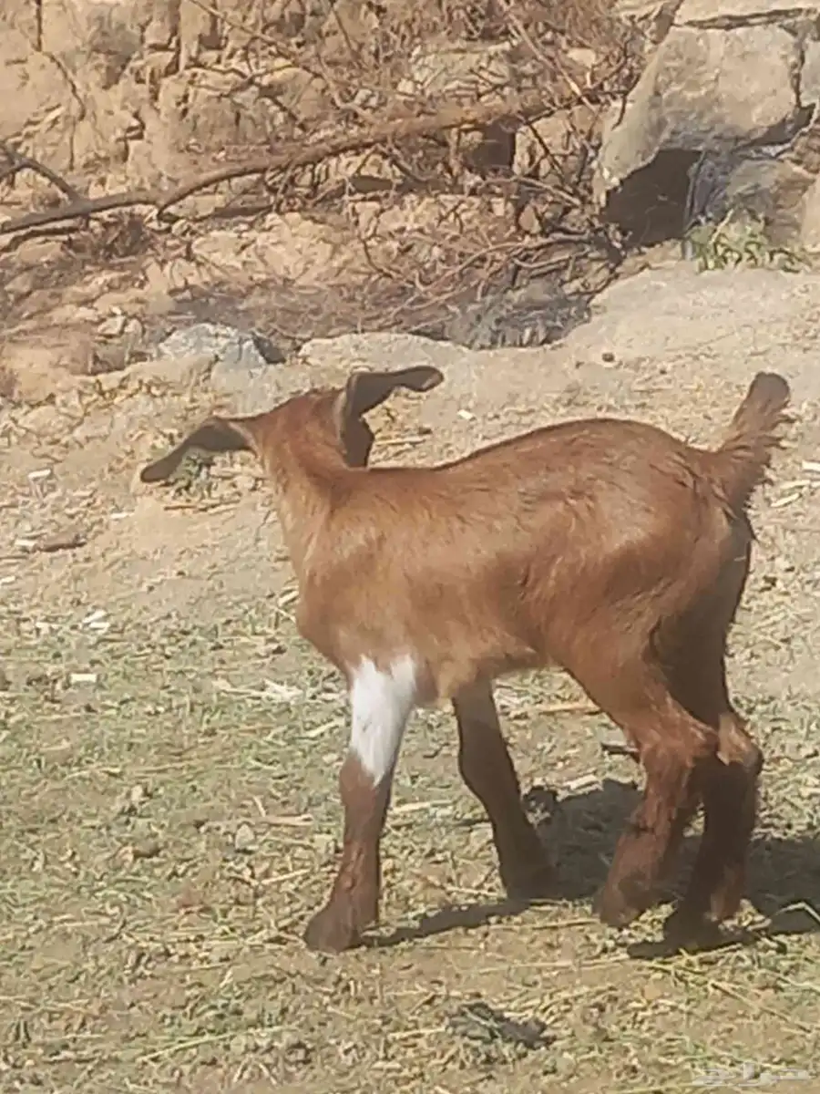 عنز والد للبيع 1