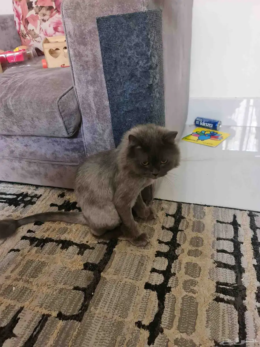قط ذكر معقم للتبني 1