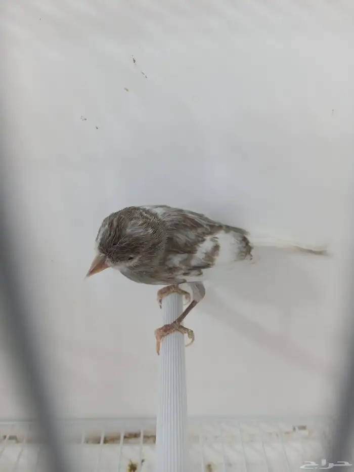 ذكر كناري مغرد ( تم البيع ) 1