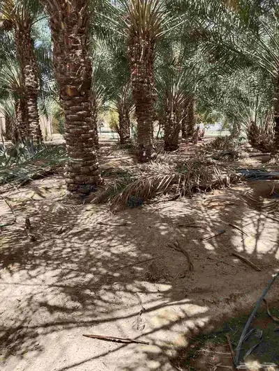 يوجد جريد 2