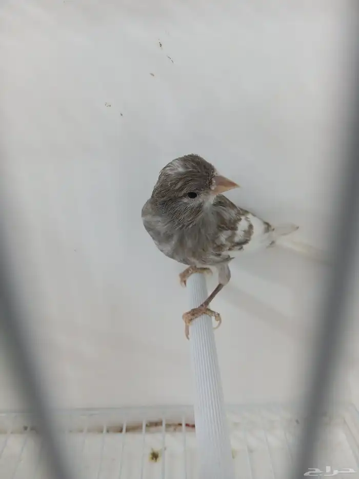 ذكر كناري مغرد ( تم البيع ) 2