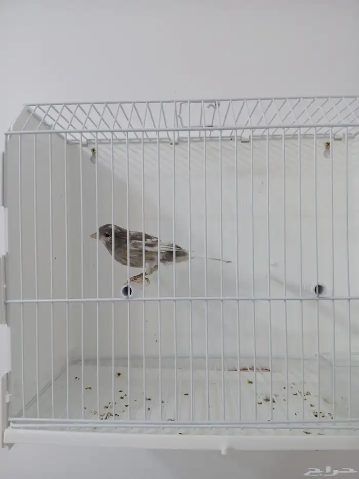 ذكر كناري مغرد ( تم البيع ) 0