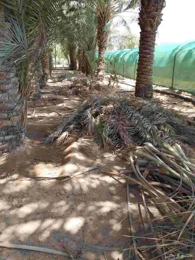 يوجد جريد 1