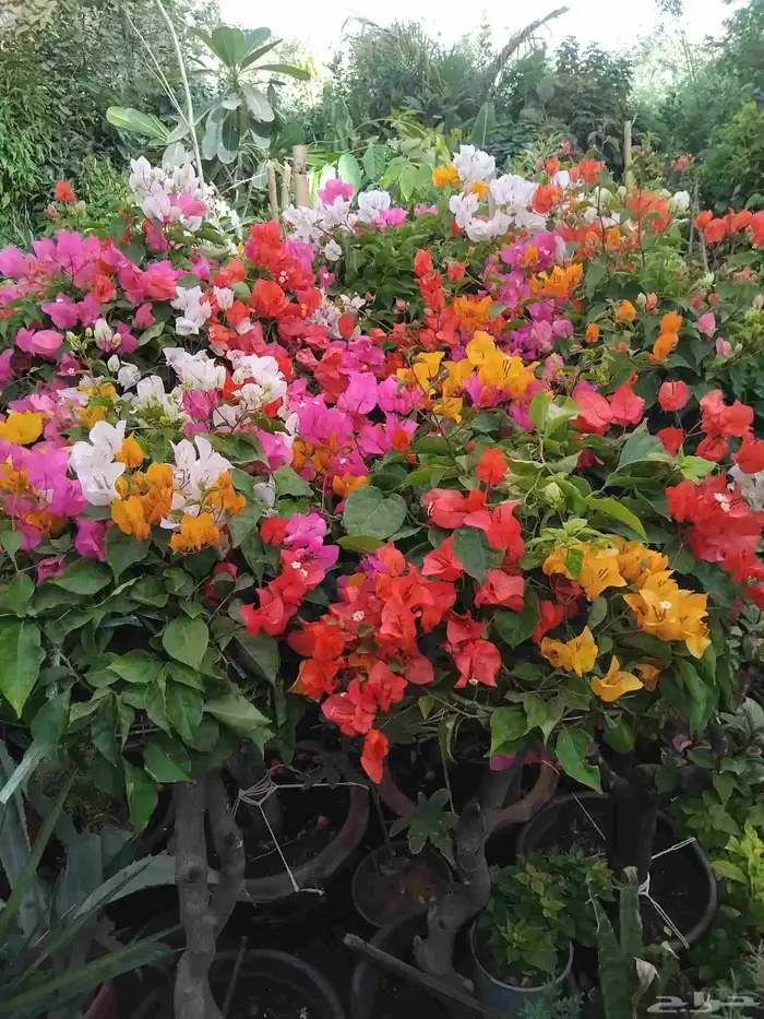 مسىل يوحدىدي جميع الرد اعه 8