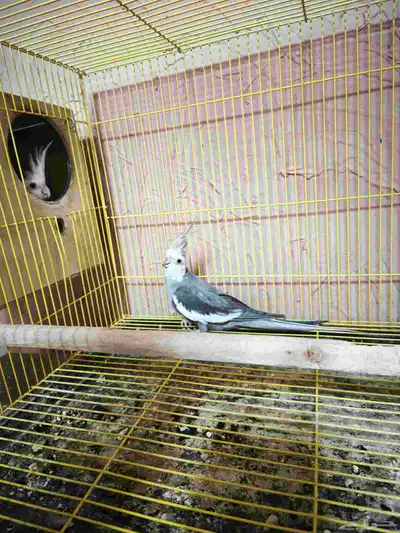 جوز كروان منتج 1