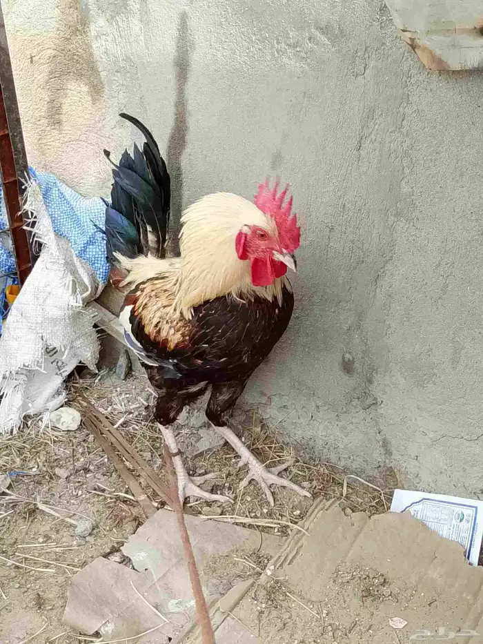 ديك ودجاجتين بلدي الموقع بارق 8