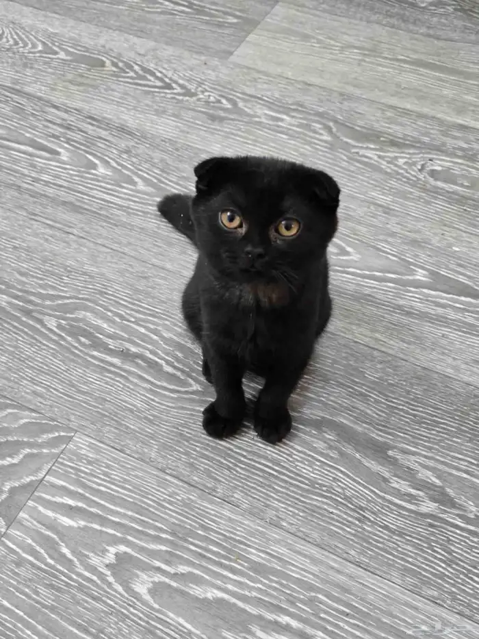 كيتن سكوتش فولد تربل 0