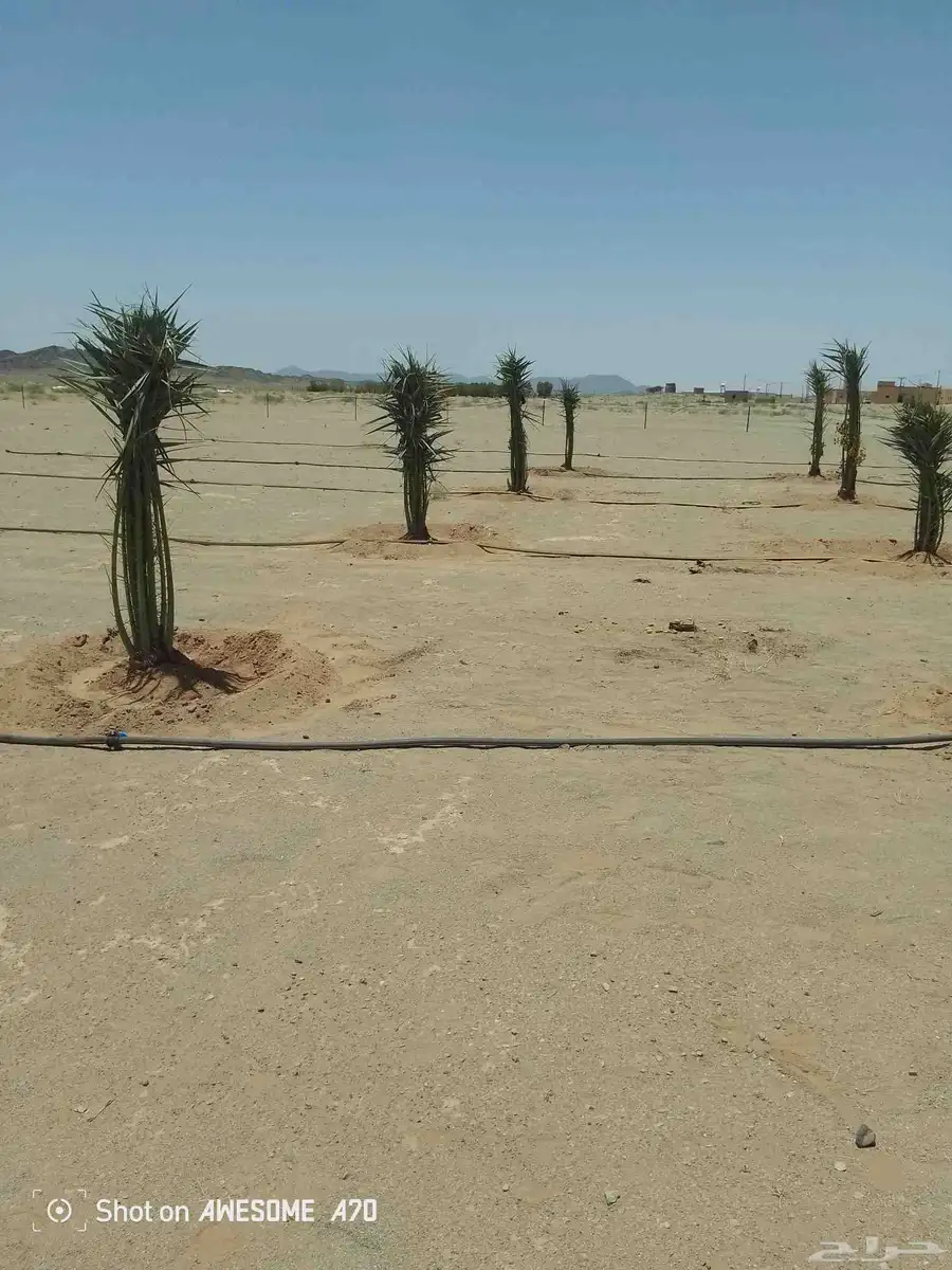 يوجد لدين جميع انواع انخيل المثمره وزينه اتواصل جميع 3