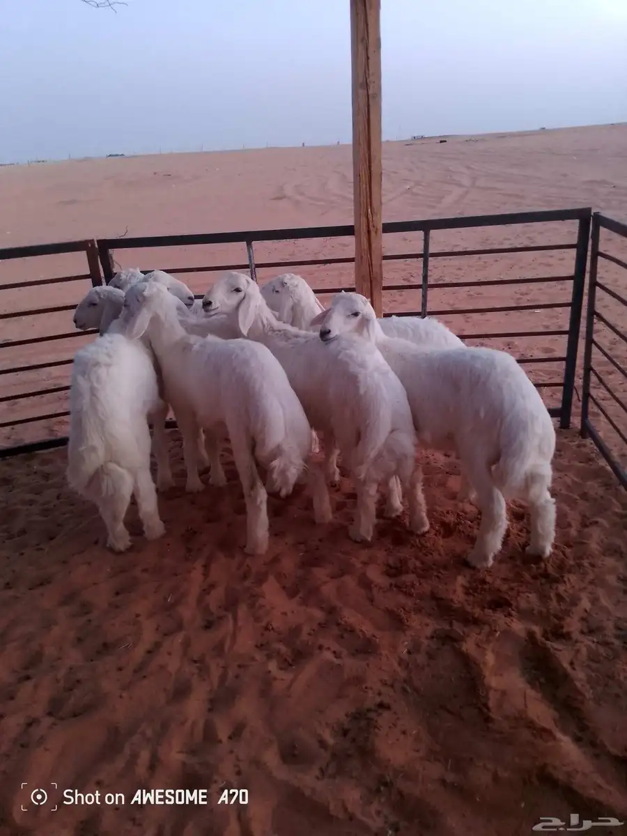 بهم حريات 3