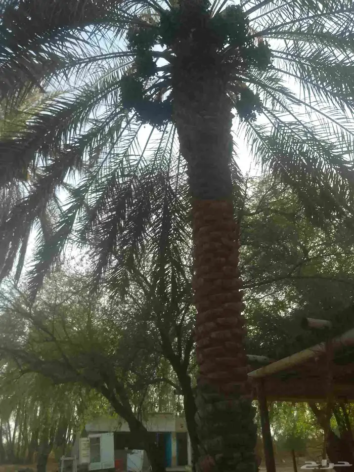 يوجد لدينا عمال يجيدو الخراف 4