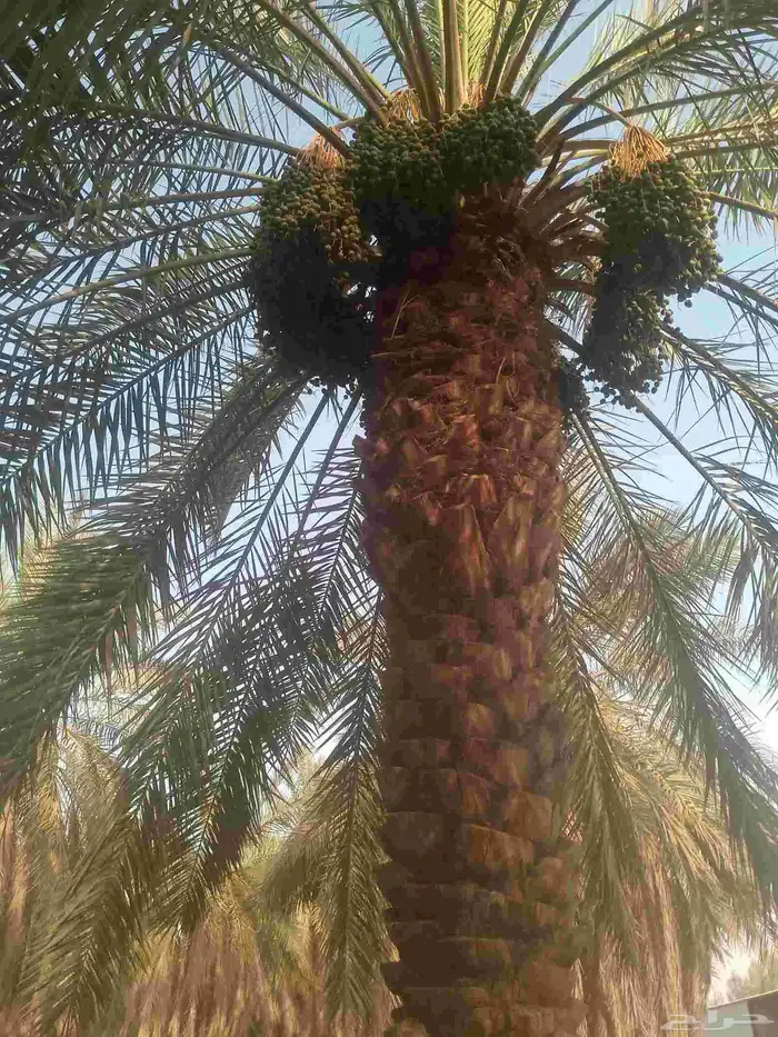 يوجد لدينا عمال يجيدو الخراف 3
