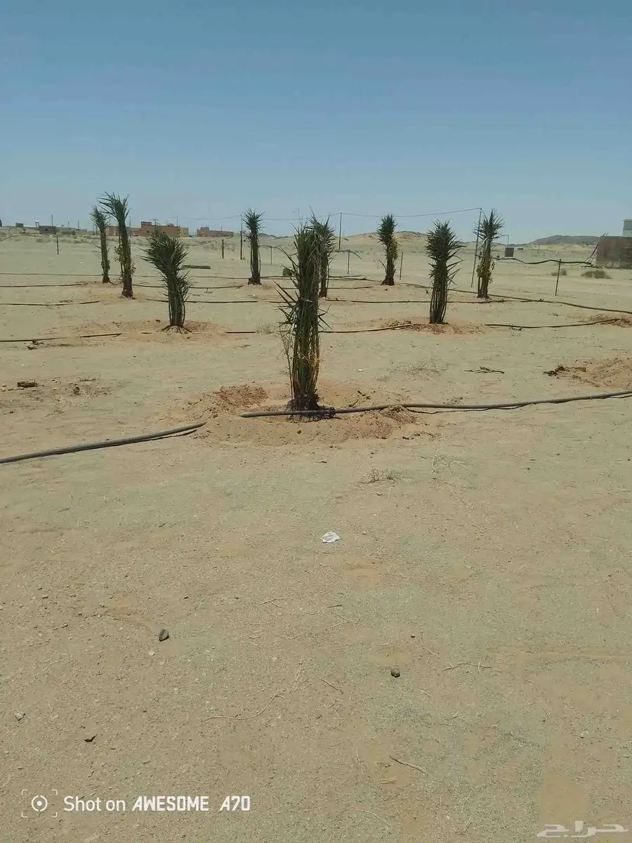 يوجد لدين جميع انواع انخيل المثمره وزينه اتواصل جميع 2