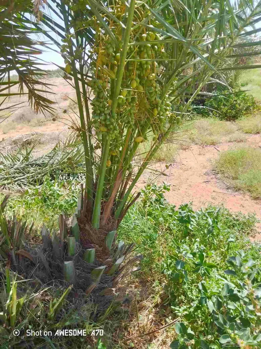 يوجد لدين جميع انواع انخيل المثمره وزينه اتواصل جميع 0