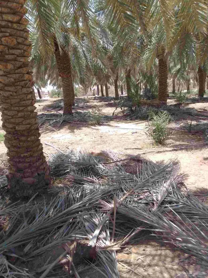 يوجد سعف جريد. تقريبن عشرين دينه 0