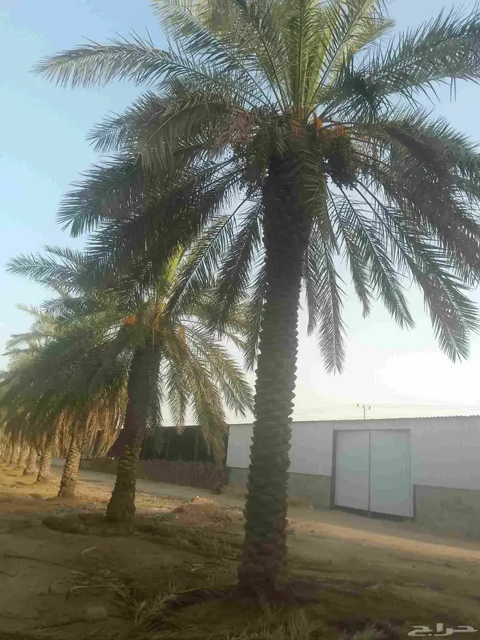 يوجد لدينا عمال يجيدو الخراف 2