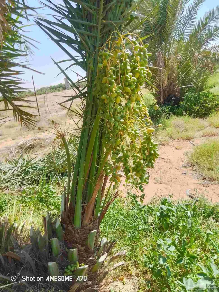 يوجد لدين جميع انواع انخيل المثمره وزينه اتواصل جميع 1