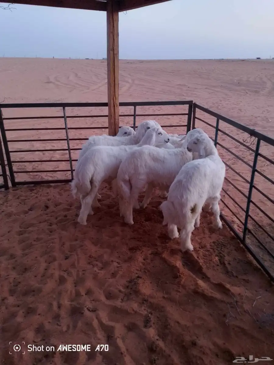 بهم حريات 2