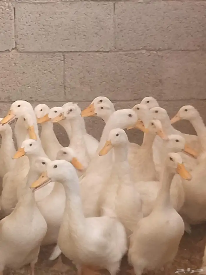 بط بكيني 0