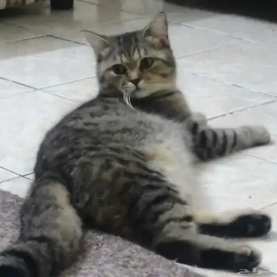قطط للتبني سكوتش ستريت وشيرازي 0