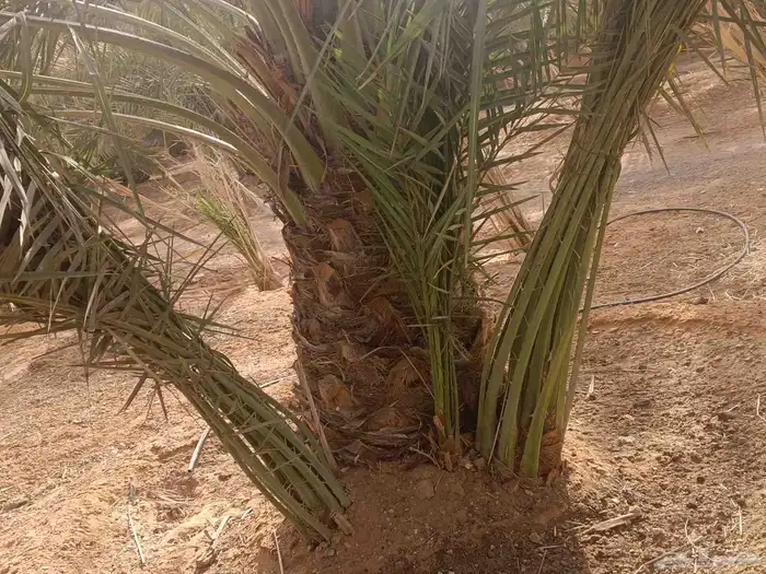 توريد نخيل وتنفيذ أعمال الشبك والسياج 13