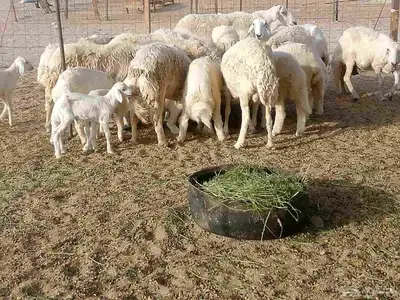 قنم خلفات العدد 18بفحله تحتها 17 5