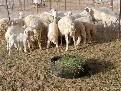 قنم خلفات العدد 18بفحله تحتها 17 6