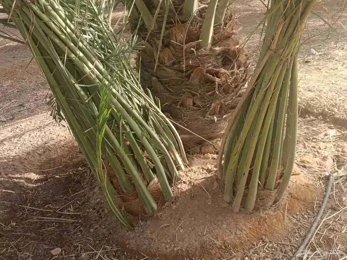 توريد نخيل وتنفيذ أعمال الشبك والسياج 12