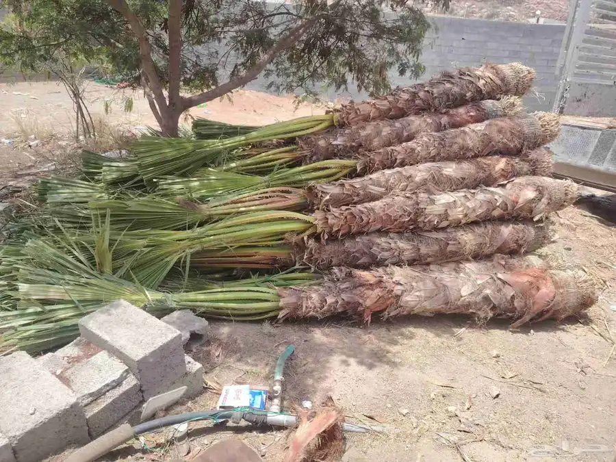 يوجد لدين جميع انواع انخيل المثمره وزينه اتواصل جميع 4
