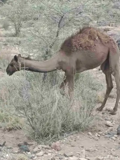 بكار وقعدان طيبه بريه 4