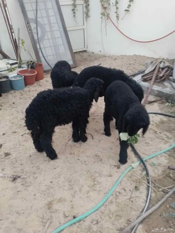 خرفان وتيوس 4