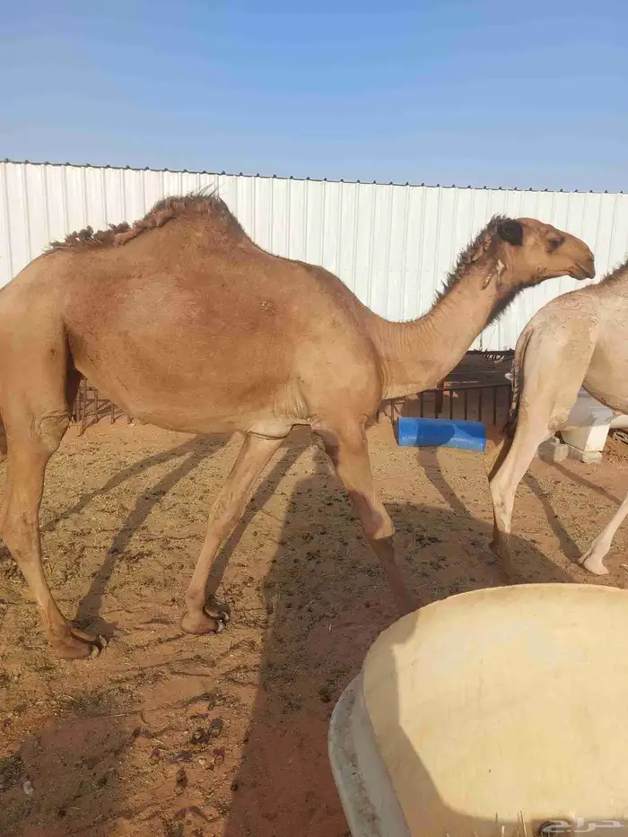 بكره دبيانيه لقحه علي بعير طيب لها6شهور عليهاسوم7500 3