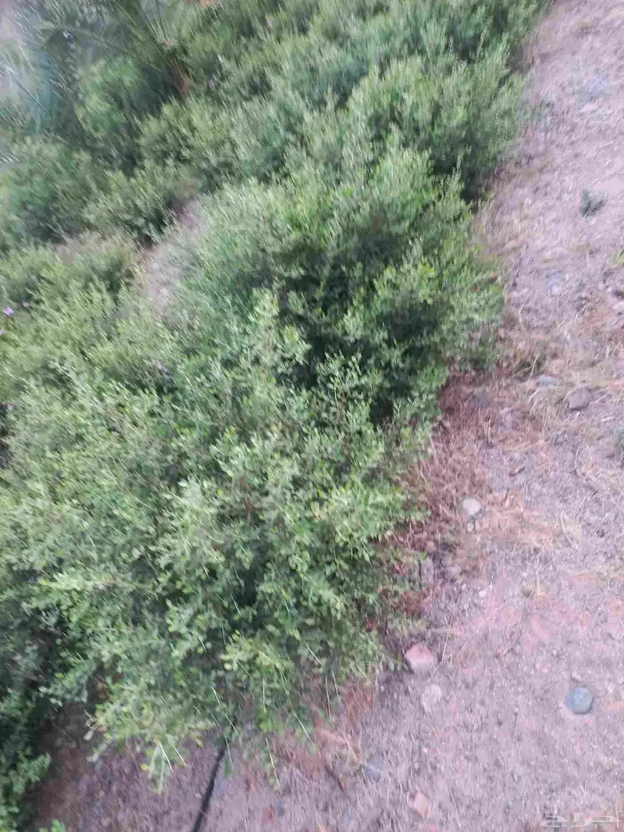 طن حناء ينبع 1000كيلو مطحون جمله 3